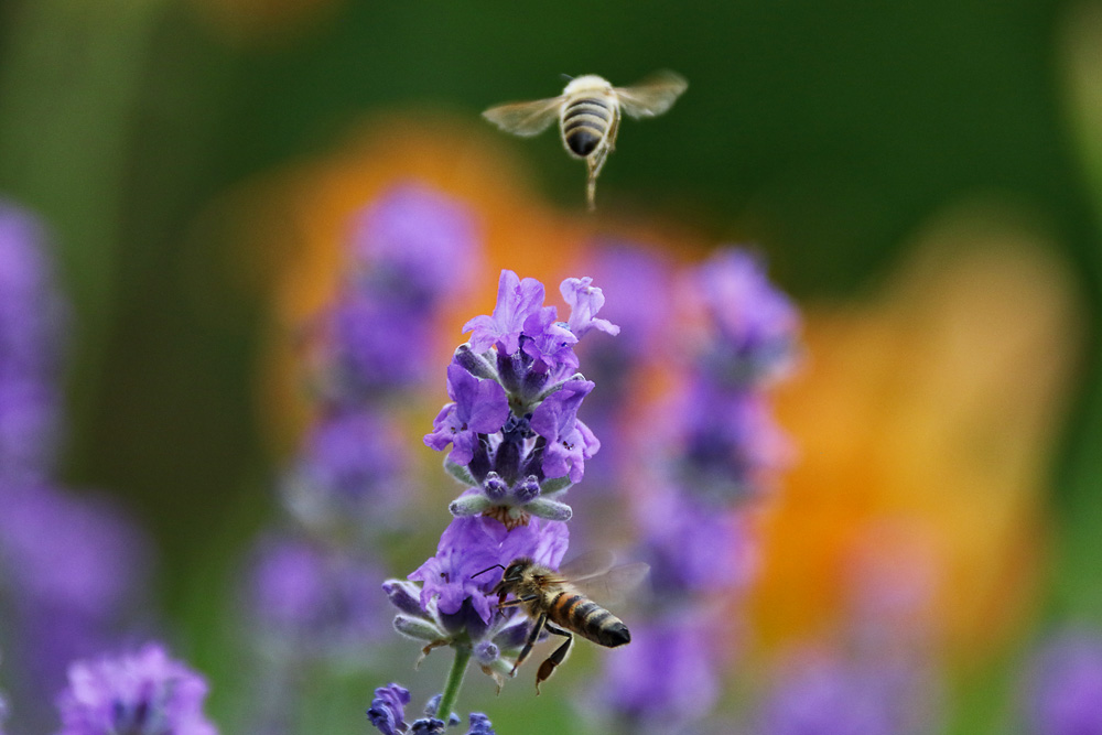 An- und Abflug der Bienen am Lavendel