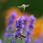 An- und Abflug der Bienen am Lavendel
