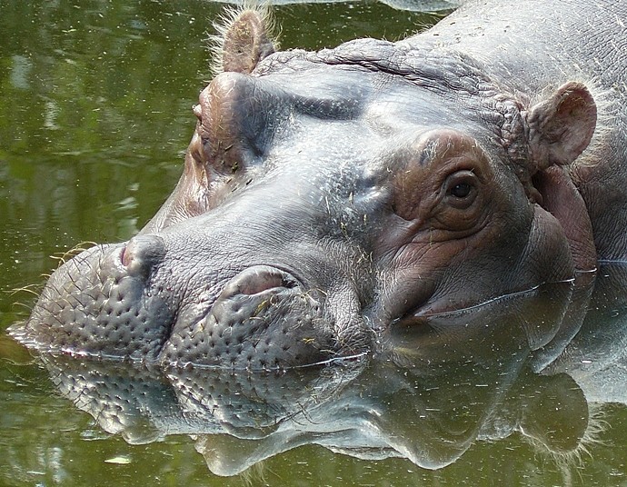 An unhappy hippo