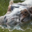 An unhappy hippo