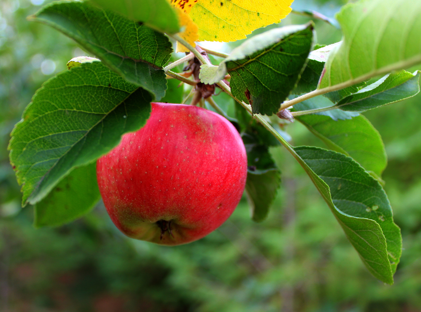 an unserem Apfelbaum ...