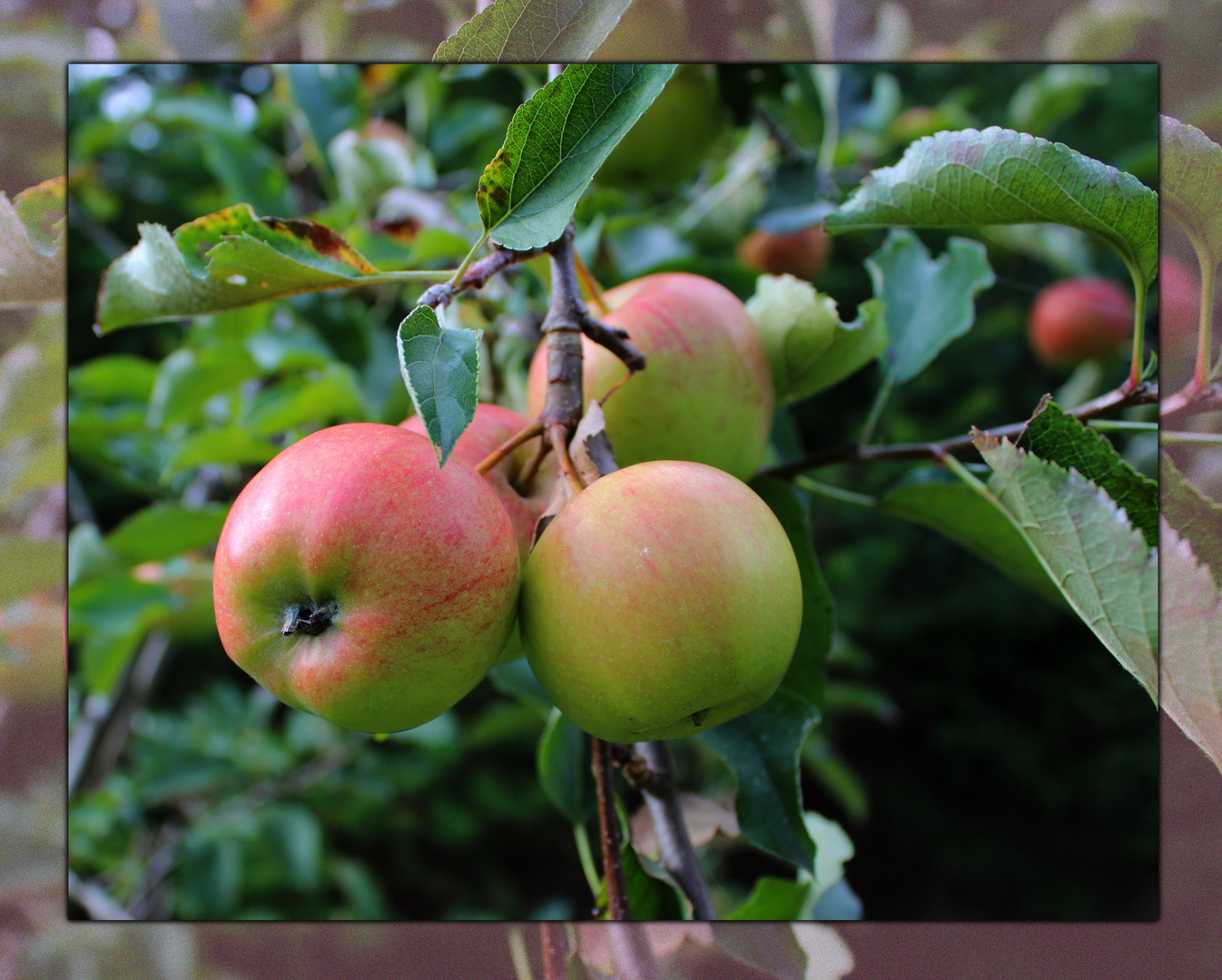 an unserem Apfelbaum Foto & Bild | oktober, baum, grün Bilder auf
