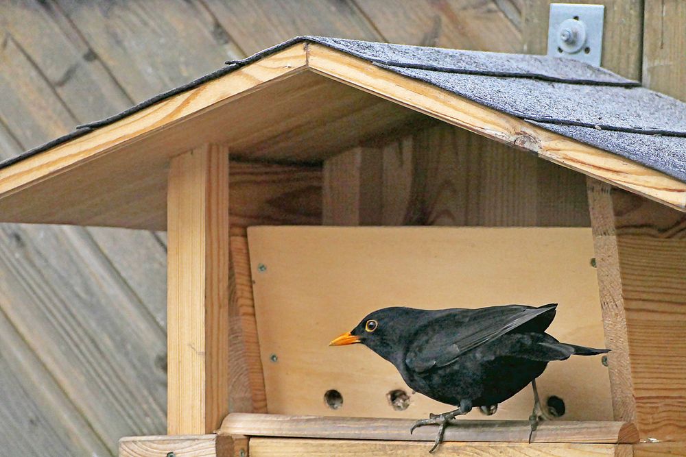 an unserem Futterhaus (4) Foto & Bild natur, tiere, vögel Bilder auf