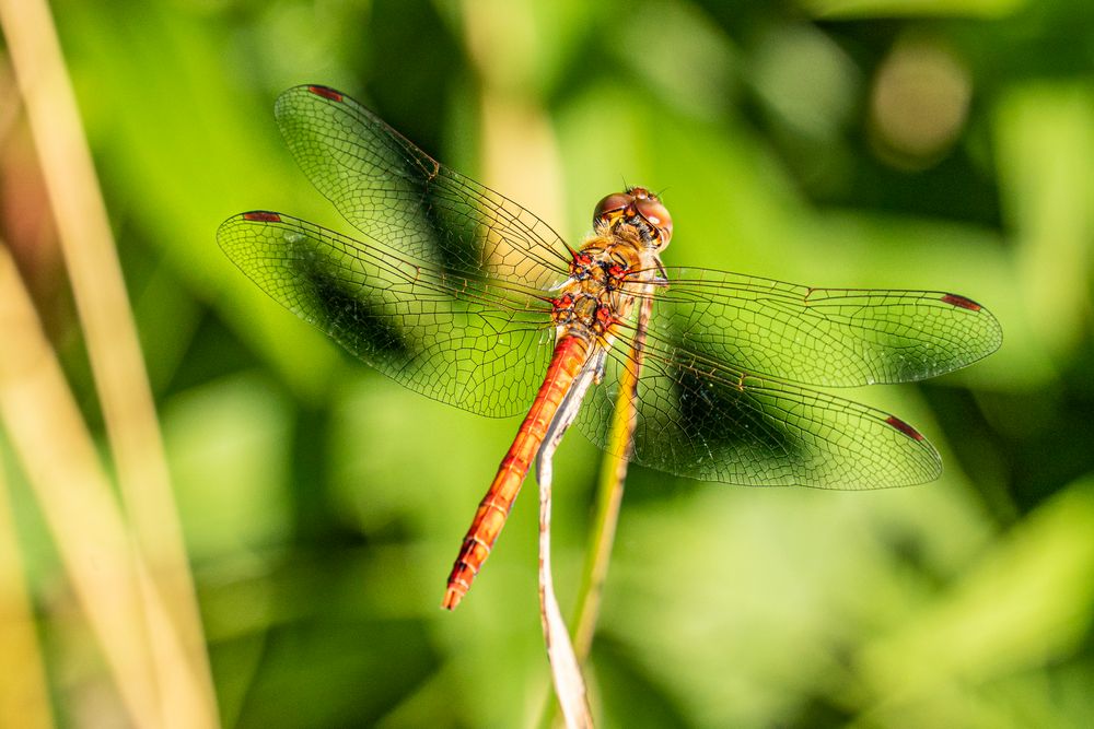 an unserem Gartenteich Foto & Bild tiere, wildlife, libellen Bilder