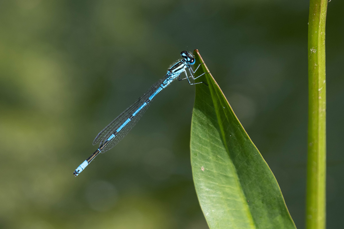 An unserem Gartenteich Foto & Bild natur, insekten, tiere Bilder auf