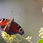 An warmen Tagen fliegen sie noch