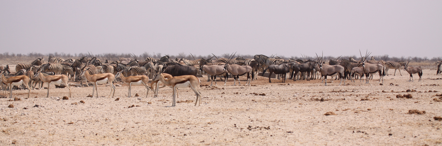 An WL in der Etosha 