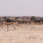 An WL in der Etosha 