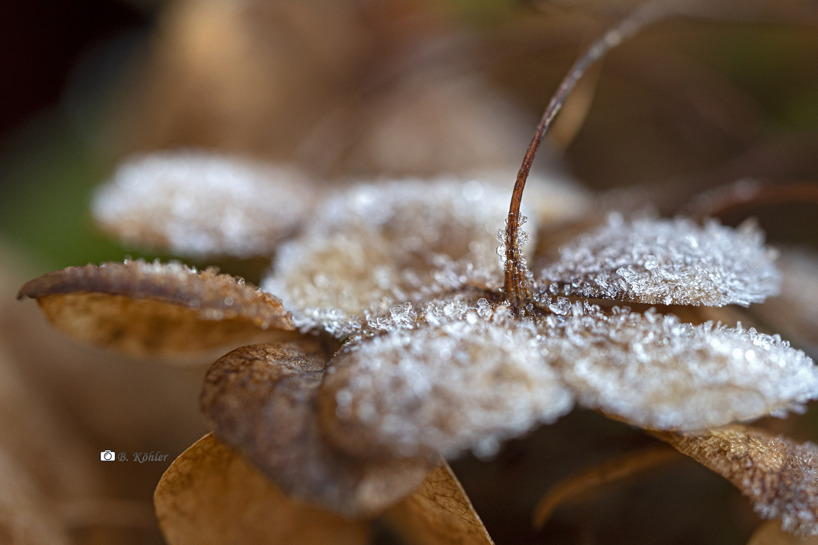 Anabell im Frost