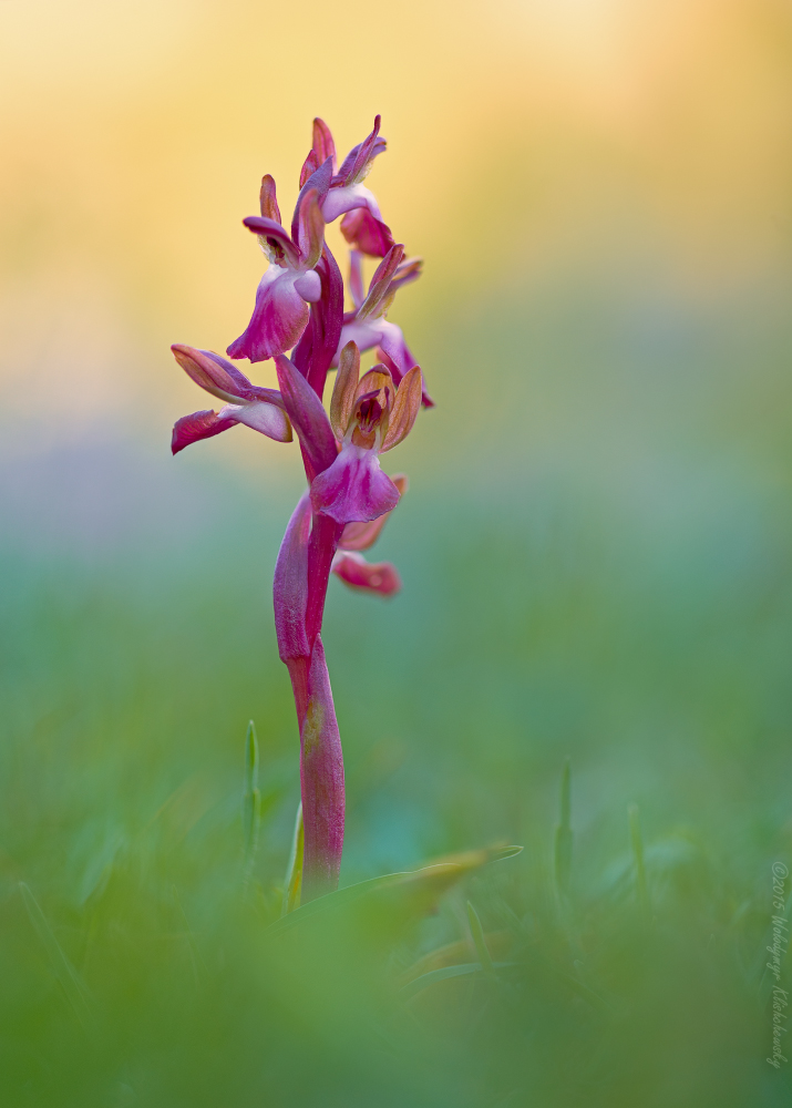 Anacamptis collina Foto & Bild pflanzen, pilze & flechten, blüten