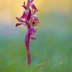 Anacamptis collina