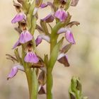 Anacamptis collina