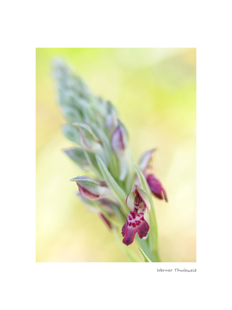 Anacamptis coriophora