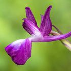 Anacamptis laxiflora