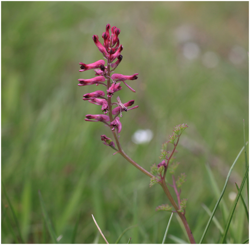 Anacamptis laxiflora? Eine Frage an die Experten! Foto & Bild
