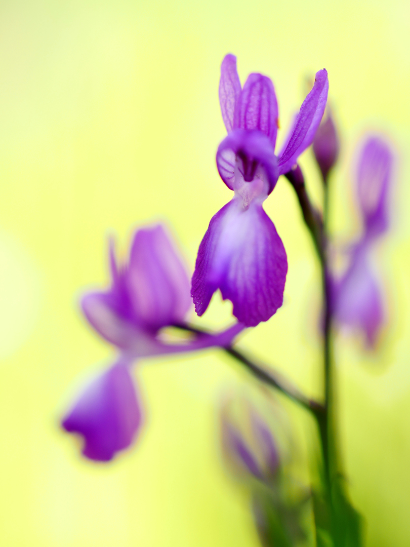 Anacamptis laxiflora, Lockerblütiges Knabenkraut		