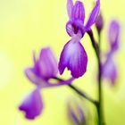 Anacamptis laxiflora, Lockerblütiges Knabenkraut		