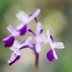 Anacamptis longicornu, Langsporniges Knabenkraut 