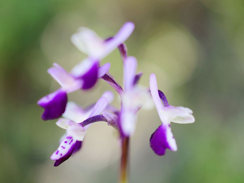 Anacamptis longicornu, Langsporniges Knabenkraut 