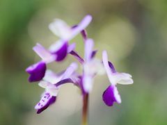 Anacamptis longicornu, Langsporniges Knabenkraut 