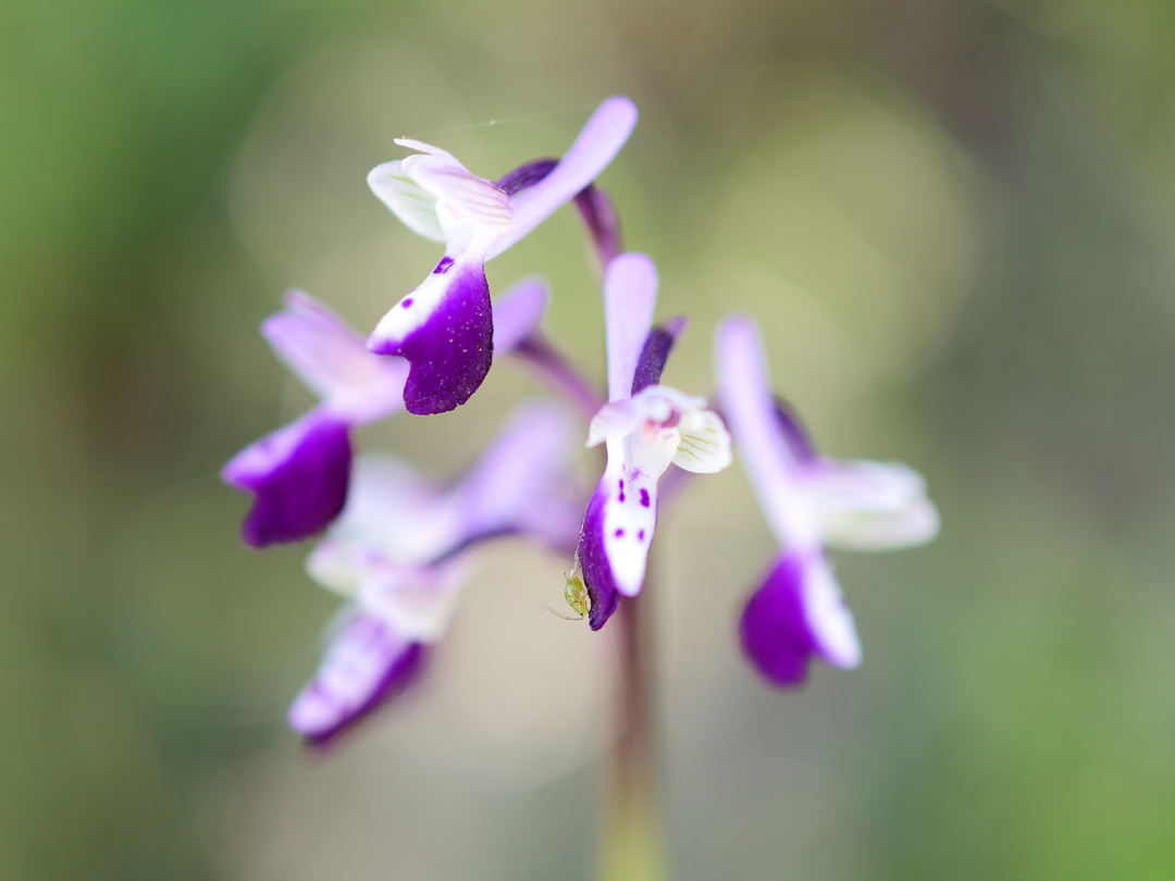 Anacamptis longicornu, Langsporniges Knabenkraut II 