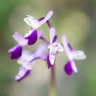 Anacamptis longicornu, Langsporniges Knabenkraut II 