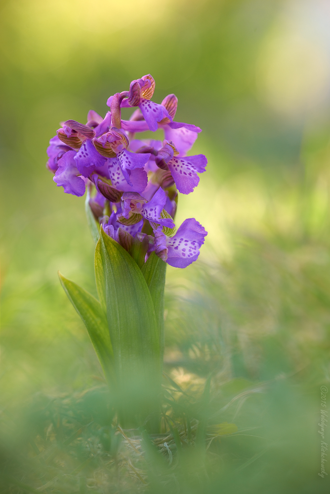 Anacamptis morio