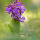 Anacamptis morio