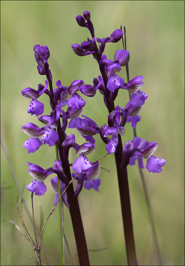 Anacamptis Morio