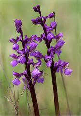 Anacamptis Morio