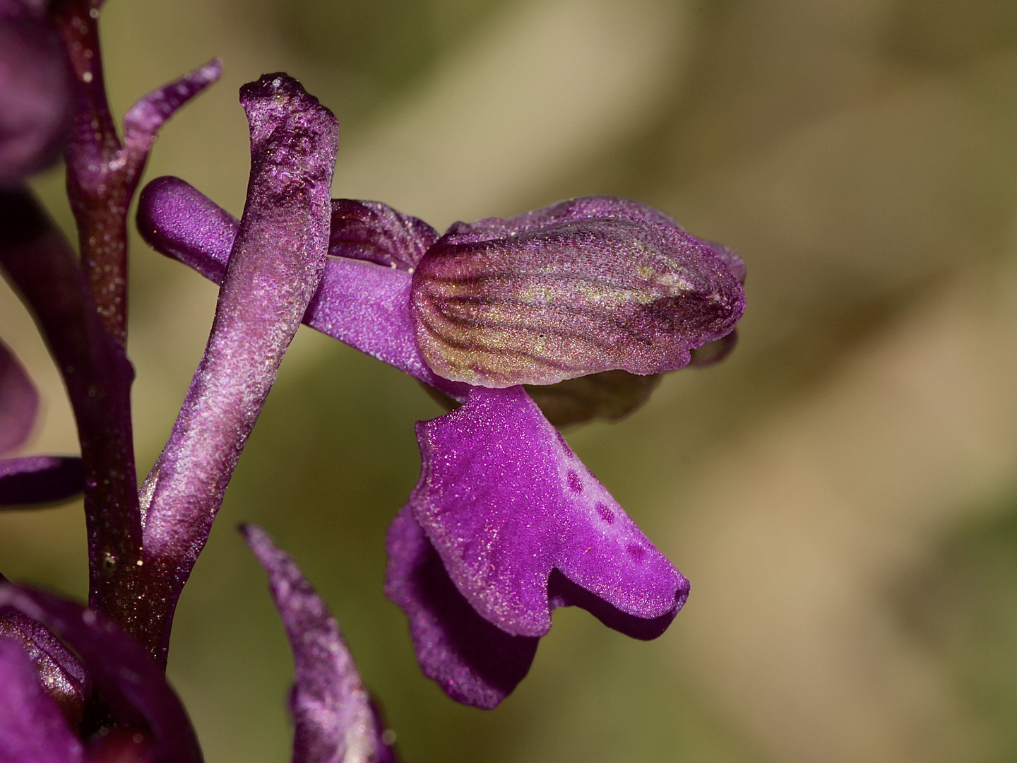 Anacamptis morio - das Kleine Knabenkraut, ...