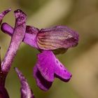 Anacamptis morio - das Kleine Knabenkraut, ...