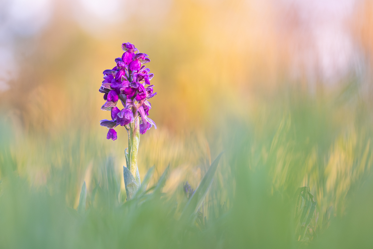 Anacamptis morio