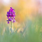 Anacamptis morio