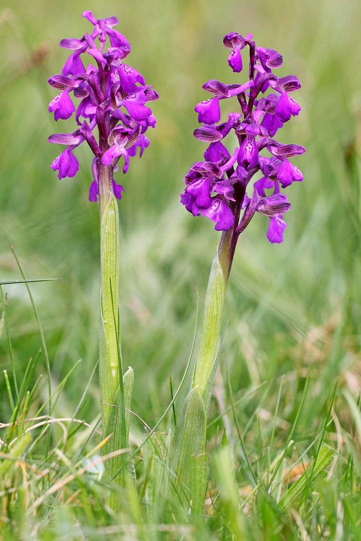 Anacamptis morio (früher Orchis morio)