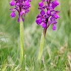 Anacamptis morio (früher Orchis morio)