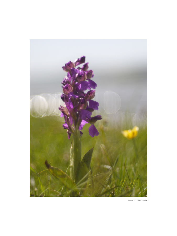 Anacamptis morio, Kleines Knabenkraut