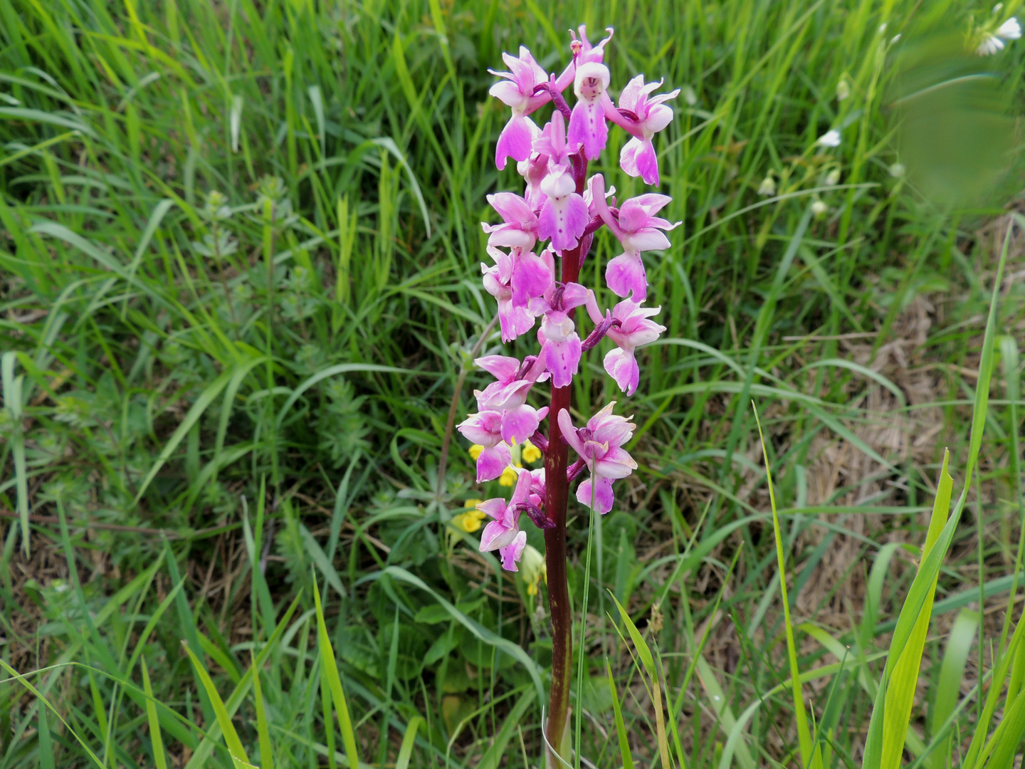 Anacamptis palustris