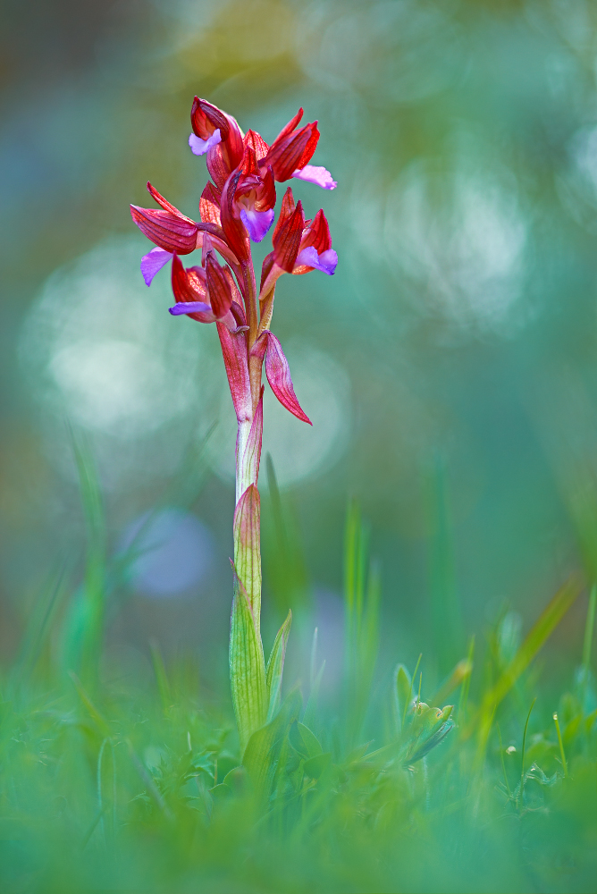 Anacamptis papilionacea