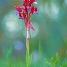 Anacamptis papilionacea