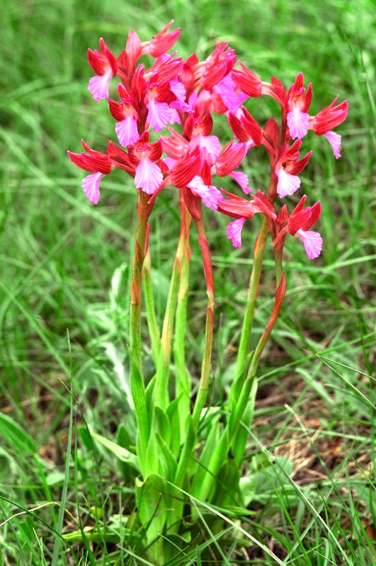 Anacamptis papilionacea