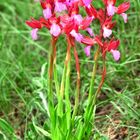 Anacamptis papilionacea