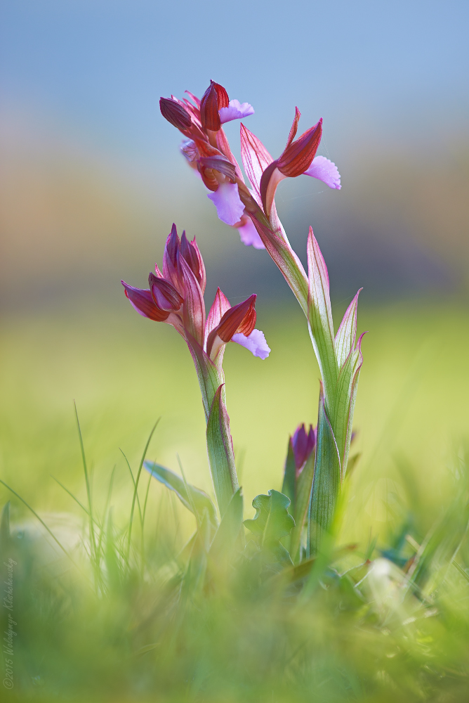 Anacamptis papilionacea