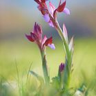 Anacamptis papilionacea