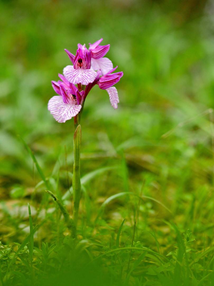  Anacamptis papilionacea, Schmetterlings-Knabenkraut