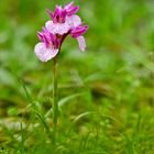  Anacamptis papilionacea, Schmetterlings-Knabenkraut