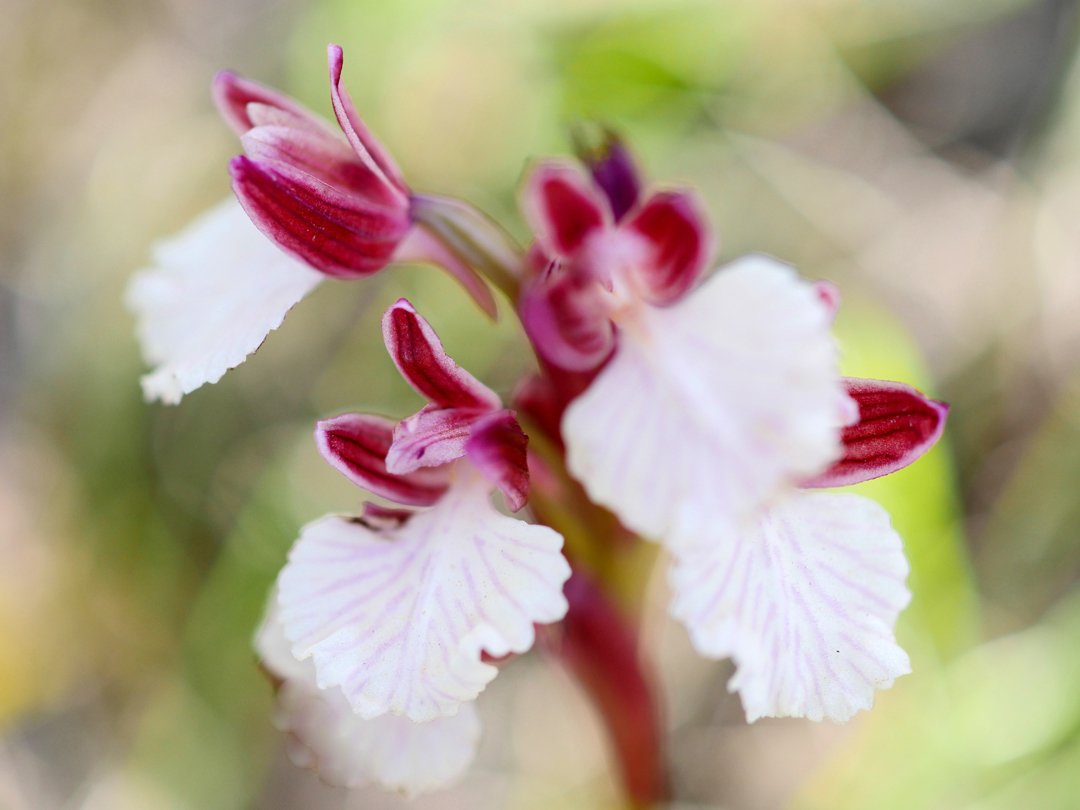 Anacamptis papilionacea  ssp. expansa, Mittelgroßes - Schmetterlings-Knabenkraut 