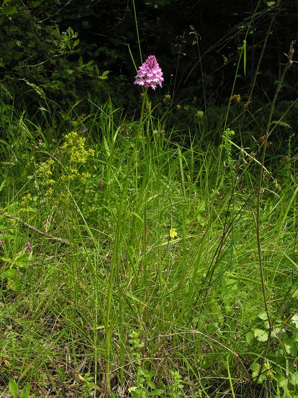 Anacamptis piramidalis