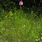 Anacamptis piramidalis