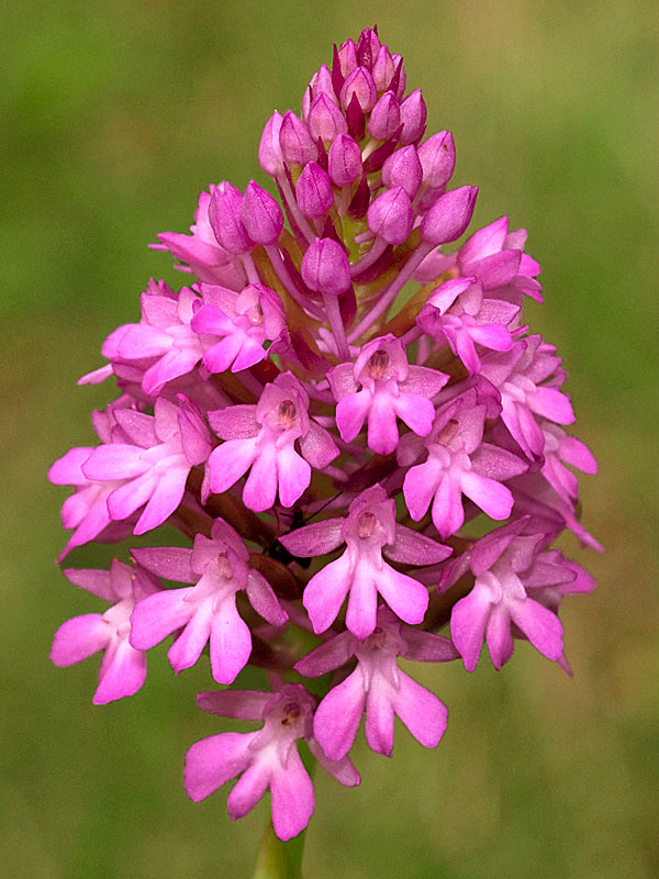 Anacamptis piramidalis